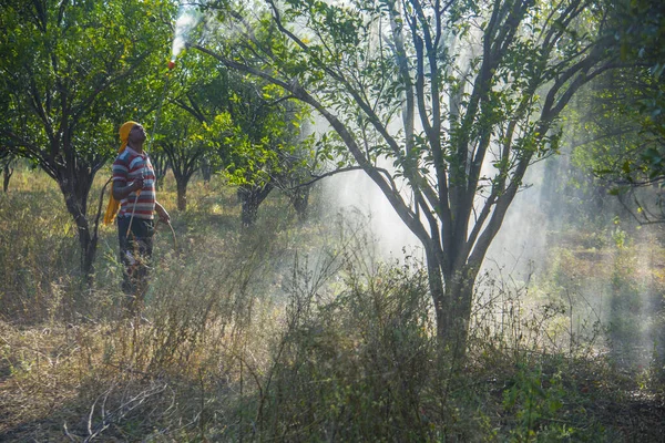 Turuncu tarladaki portakal ağacına gübre püskürten Hintli çiftçi.