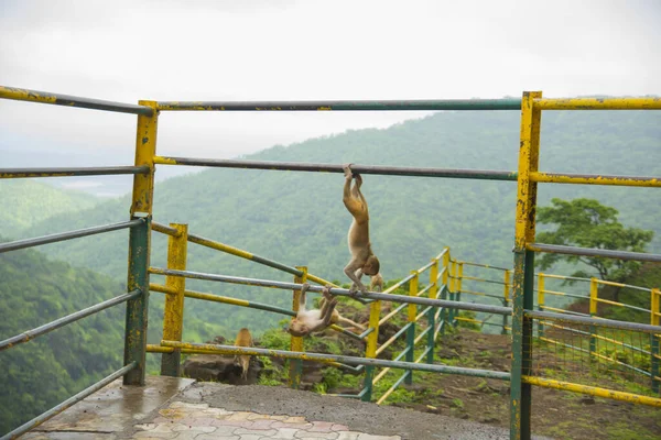Tepedeki istasyona bakan korkuluktaki maymun..