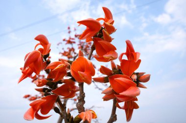 Butea Monosperma veya Palaş Çiçeği
