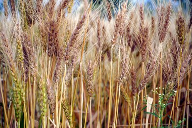 Buğday tarlası. Altın buğday kulakları yakın mesafede.
