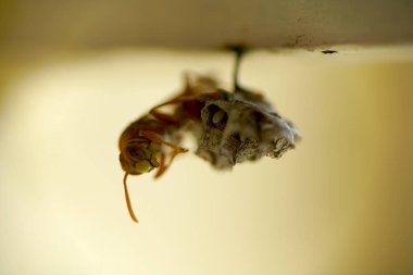 Close-up of wasps sitting on nest.