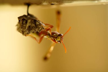 Close-up of wasps sitting on nest.