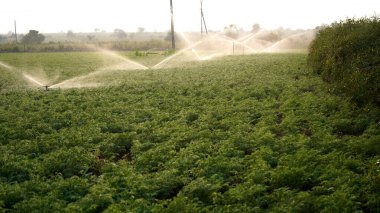Taze Yeşil Nohut tarlası, Hindistan.
