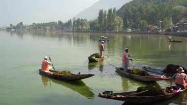 SRINAGAR, INDIA, 21 HAZİRAN 2024: Hindistan 'ın Srinagar kentindeki Dal Gölü alg temizleme süreci işçileri.