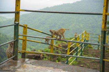 Tepedeki istasyona bakan korkuluktaki maymun..