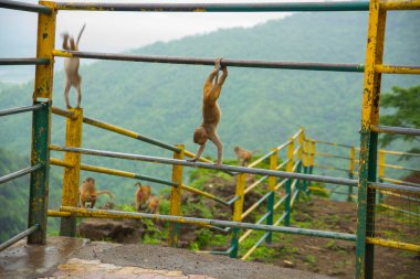 Tepedeki istasyona bakan korkuluktaki maymun..