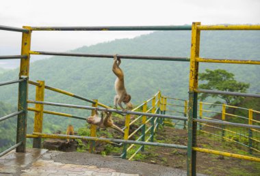 Tepedeki istasyona bakan korkuluktaki maymun..
