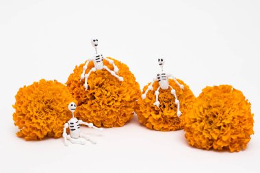 Cempasuchil çiçeklerinin üzerindeki ölü, minyatür Meksikalı kafatasları, komik süslemeler günü.