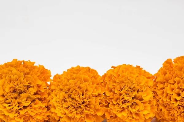 Tag Der Toten Cempasuchil Blumen Auf Weißem Hintergrund Mit Kopierfläche — Stockfoto