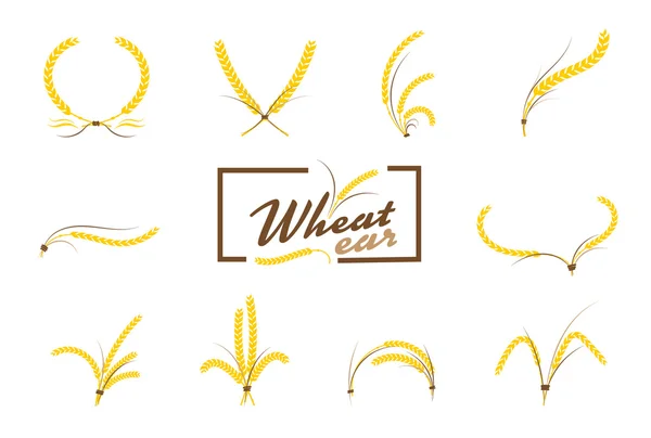 Conjunto de orejas de trigo o iconos de arroz. Símbolos agrícolas aislados en w — Archivo Imágenes Vectoriales