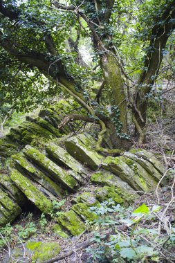 bazalt oluşumu kayalar.