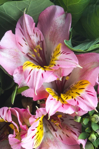 Bouquet of flowers — Stock Photo, Image