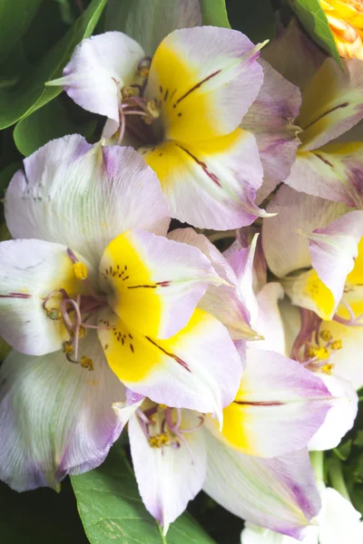 Bouquet of flowers — Stock Photo, Image