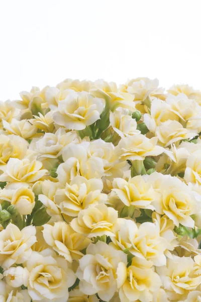Yellow kalanchoe flowers — Stock Photo, Image