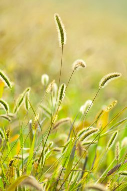 güzel yeşil çayır