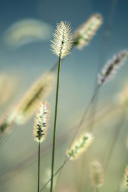 güzel yeşil çayır