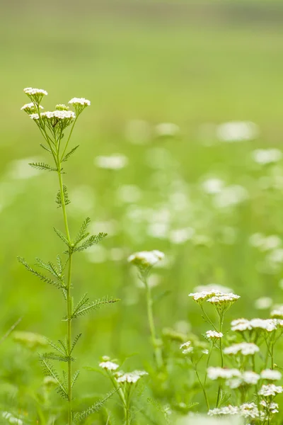 Çayırda beyaz kır çiçekleri