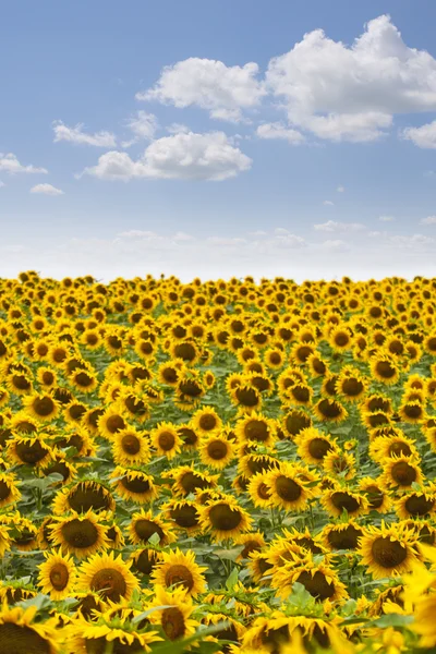 Campo de girasoles en flor . —  Fotos de Stock