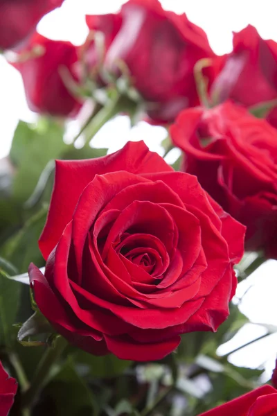 Belo buquê de rosas vermelhas Imagens Royalty-Free