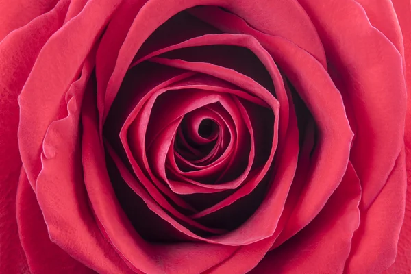 Um tiro macro close-up de uma rosa vermelha Fotografias De Stock Royalty-Free