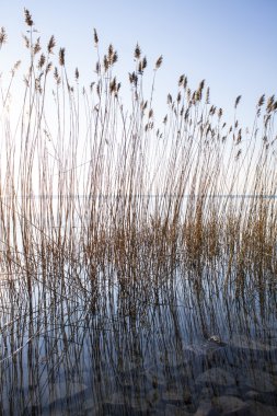 Reeds on the lake bank clipart