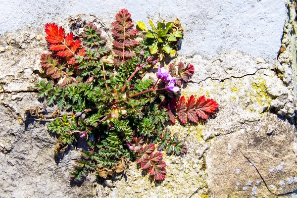 pembe kır çiçeği