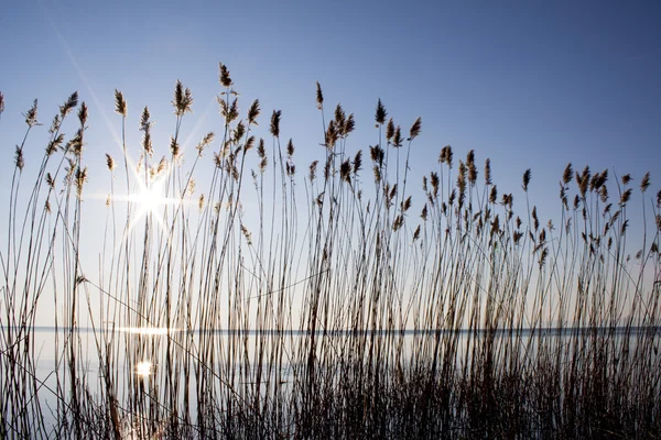 Reeds on the lake bank — Stock Photo, Image