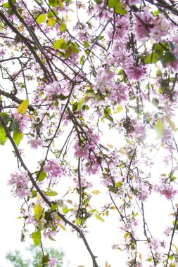 Kiraz ağacı, pembe çiçek çiçek