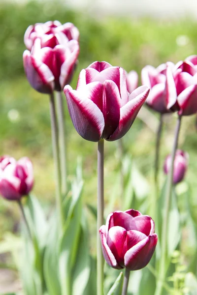 Blooming of pink tulips — Stock Photo, Image