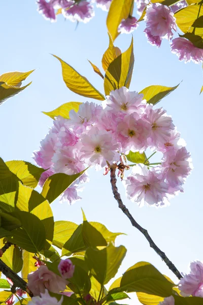 Lente Japanse kers bloemen Rechtenvrije Stockafbeeldingen