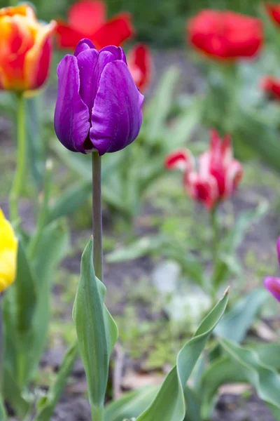 Bloei van kleurrijke tulpen Stockfoto