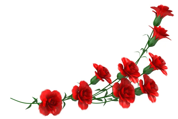 Red carnation — Stock Photo, Image