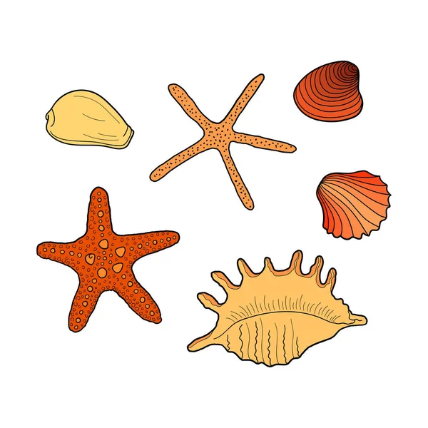 ดเปล อกหอย คอลเลกช นของเปล อกหอยทะเลร ปแบบท แตกต างก ภาพวาดเวกเตอร วาดด — ภาพเวกเตอร์สต็อก