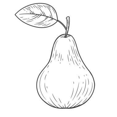 Beyaz arka planda izole edilmiş yaprak vintage illüstrasyonla işlenmiş armut. Organik gıda el çizimi. Siyah özet.
