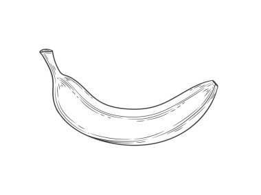 Beyaz arka planda izole edilmiş muz oymalı vintage illüstrasyon. Organik gıda el çizimi. Siyah özet.