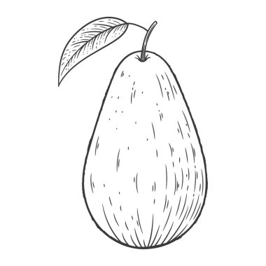 Avokado oymalı vintage resimleme beyaz arka planda izole edildi. Organik gıda el çizimi. Siyah özet.