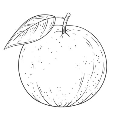 Beyaz arka planda izole edilmiş turuncu oymalı vintage illüstrasyon. Organik gıda el çizimi. Siyah mürekkep çizgisi.