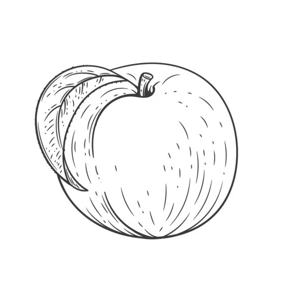 Персиковий Гравірований Вінтаж Ілюстрації Ізольовані Білому Тлі Органічна Їжа Намальована — стоковий вектор