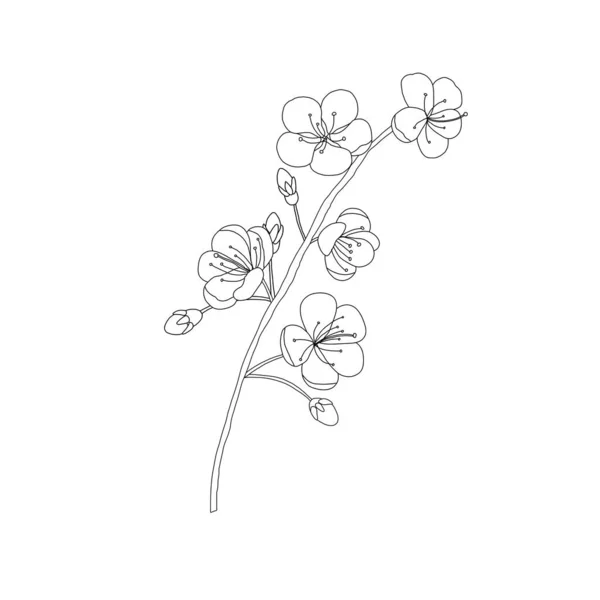 Гравировка Вишни Цветок Шаблон Дизайна Изображение Контура Белом Фоне — стоковый вектор