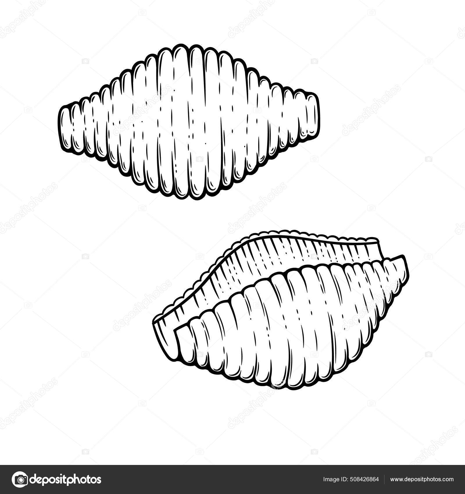 Image vectorielle Croquis Pâtes Conchiglie Doodle Contour Noir Blanc  Vintage Style Macaroni par ©Semenovich_Valentina - 508426864, image size:1600x1700