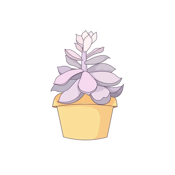 Succulent Stone Rose White Isolated Background Pot Vector Designed Echeveria — Διανυσματικό Αρχείο