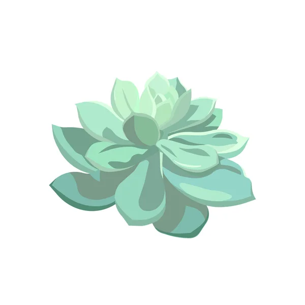 Vector Echeveria Sur Fond Blanc Isolé Succulent Dans Style Flat — Image vectorielle