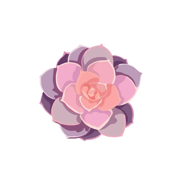 Suculenta Aislada Estilo Diseño Plano Vector Echeveria Pearl Von Nurnberg — Archivo Imágenes Vectoriales