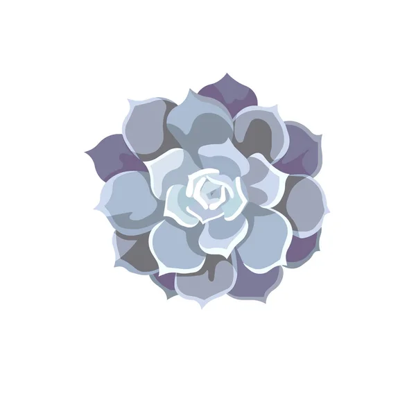 Vector Peinture Huile Echeveria Lilacina Dans Style Conception Plat Belle — Image vectorielle