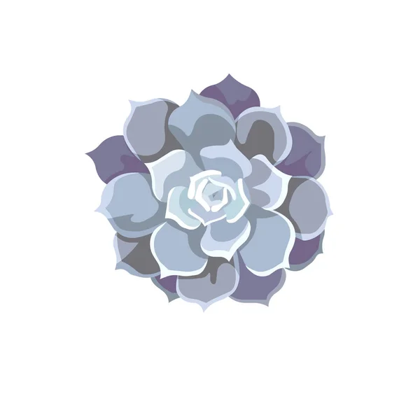 Vettoriale Dipinto Olio Echeveria Lilacina Stile Design Piatto Bella Pietra — Vettoriale Stock