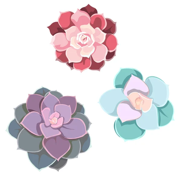 Echeveria Pearl Von Nurnberg Echeveria Gibbifiora Echeveria Lilacina Flat Design — 스톡 벡터