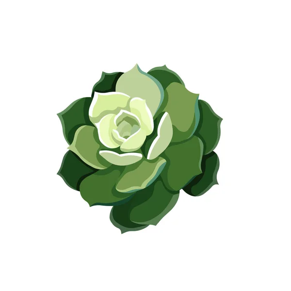 Beau Vecteur Succulent Nommé Stone Rose Sur Fond Blanc Isolé — Image vectorielle