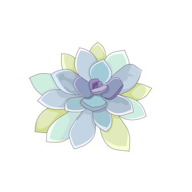 Vector Graptoveria Titubans in Cartoon style, outlined Succulent named Graptoveria on white isolated background for prints, stickers, backdrops, patterns, icons for apps, social media and websites