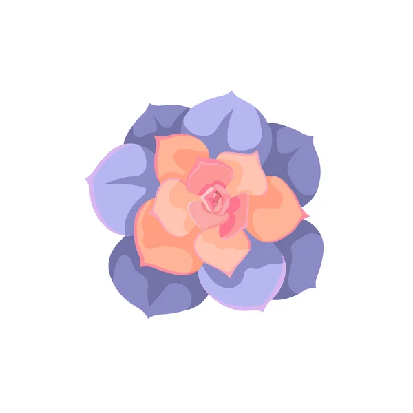 Suculenta Aislada Llamada Echeveria Pearl Von Nurnberg Estilo Diseño Plano — Vector de stock