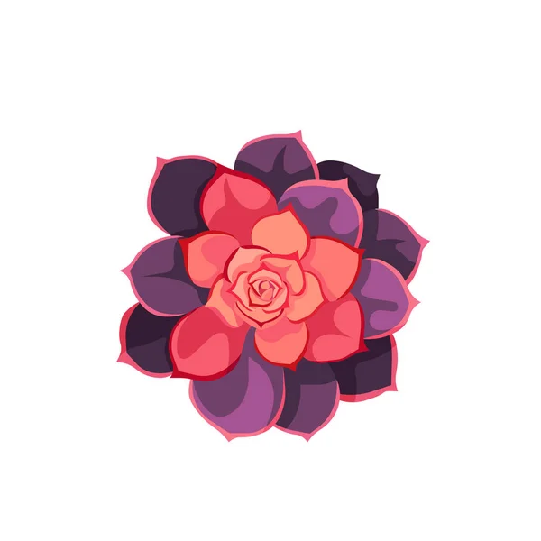 Dark Purple Leaved Suculent Named Echeveria Lola Flat Design Style — Vetor de Stock